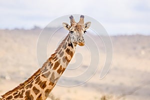 Portrait of Rothschild`s giraffe. Tsavo West National Park