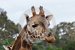 Portrait of a Rothschilds giraffe head