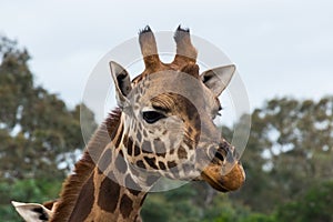 Portrait of a Rothschilds giraffe head photo