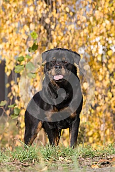 Portrait of Rottweiler dog