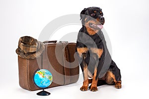 Portrait of rottweiler dog and travelling accessories.