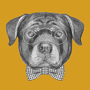 Portrait of Rottweiler with glasses and bow tie.