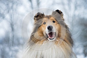 Portrait of rough collie, winter