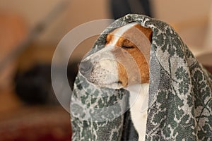 Portrait of royal basenji dog drowsing under coverlet