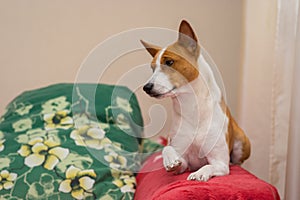 Portrait of royal basenji lying on red bedspread and giving its paw for gratifying kiss