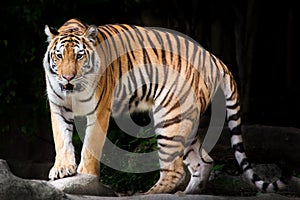 Portrait of a Royal Bengal tiger in thailand