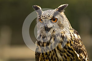 Portrait of a Royal Owl