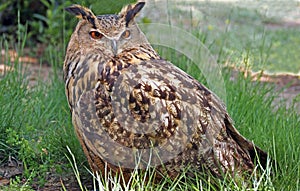 Portrait of royal owl in the grass