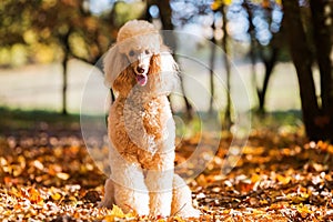 Portrait of a royal poodle