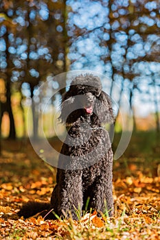 Portrait of a royal poodle