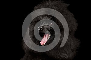 Portrait of Royal Poodle Dog Isolated on Black Background