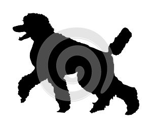 Portrait of Royal Poodle vector silhouette. French black poodle walking.