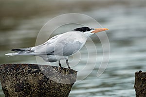 Portrait of a Royal Tern,Thalasseus maximus, Panama