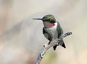 Portrait of Ruby-throated Hummingbird