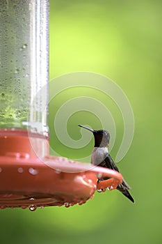 Portrait of a Ruby Throated Hummingbird