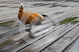 Portrait of Ruddy shel duck - Tadorna ferruginea. Wild duck with bright red feathers on wooden pier in city park