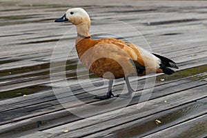 Portrait of Ruddy shel duck - Tadorna ferruginea. Wild duck with bright red feathers on wooden pier in city park