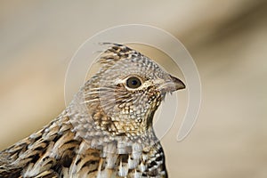 Portrait of a Ruffed Grouse