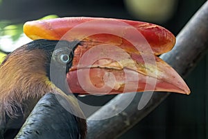 Portrait of  Rufous Horbill , Buceros hydrocorax, which stands out with a massive helmet on its beak photo