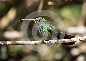 Portrait of Rufous-tailed Hummingbird, Panama