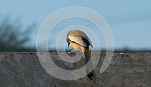 portrait of Rufous treepie bird