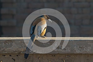 portrait of Rufous treepie bird