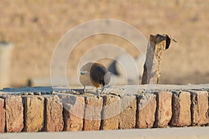 portrait of Rufous treepie bird