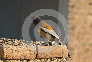 portrait of Rufous treepie bird