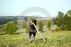 Portrait of run dog with stick