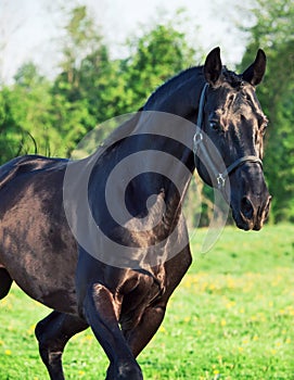 Portrait of running beautiful black breed stallion. summer