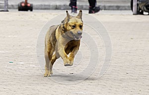 Portrait of Running brown puppy or Dog in Hong Kong