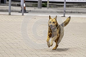 Portrait of Running brown puppy or Dog in Hong Kong