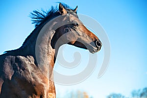 Portrait of running dark bay sportive welsh pony stallion at freedom against blue sky