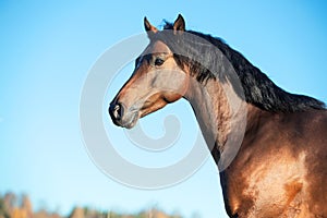 Portrait of running dark bay sportive welsh pony stallion at freedom against blue sky