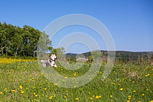 Portrait of running dog breed siberian husky in the yellow buttercup flowers and green grass field.