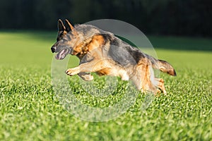 Portrait of running german shepherd.