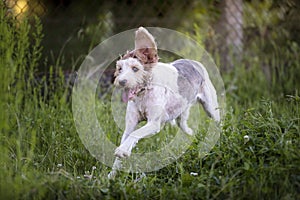 Portrait of a running Griffon mix breed dog