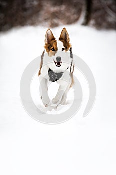 Portrait of a running mixed-breed dog in the deep snow, winter walk with the pet