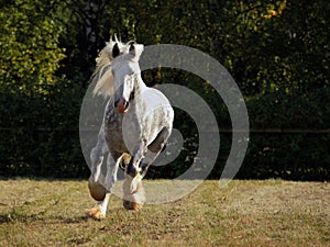 Portrait of a running shire horse