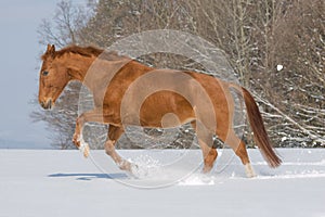 Portrait of running sorrel horse