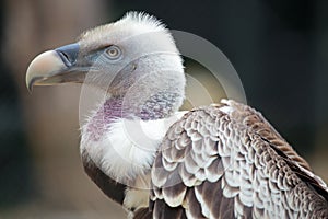 Portrait of a Ruppell's Griffon Vulture photo