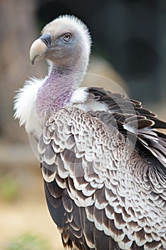 Portrait of a Ruppell's Griffon Vulture