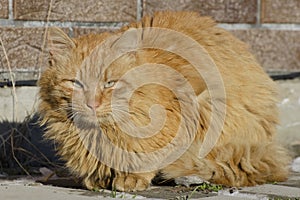 Portrait of rural cat, ginger color