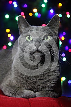 Portrait of a Russian blue cat on the background of Christmas lights