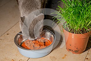 Portrait of Russian blue domestic female cat eating wet food near green cat grass