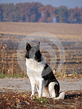 Portrait of Russian-European Laika