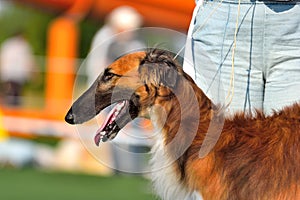 Portrait of Russian Hunting Sighthound