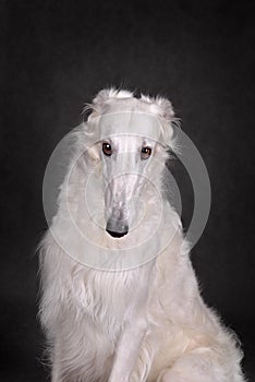 Portrait of Russian wolfhound dog