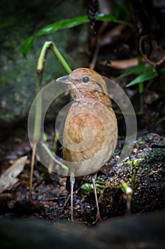 Portrait of Rusty-naped Pitta(Hydrornis oatesi)