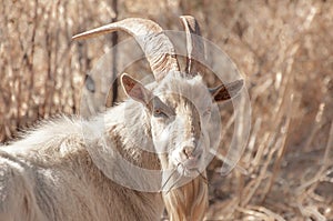 Portrait of Saanen Billy Goat Grazing